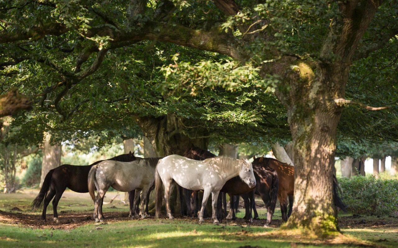 Herd of New Forest Ponies under an oak tree