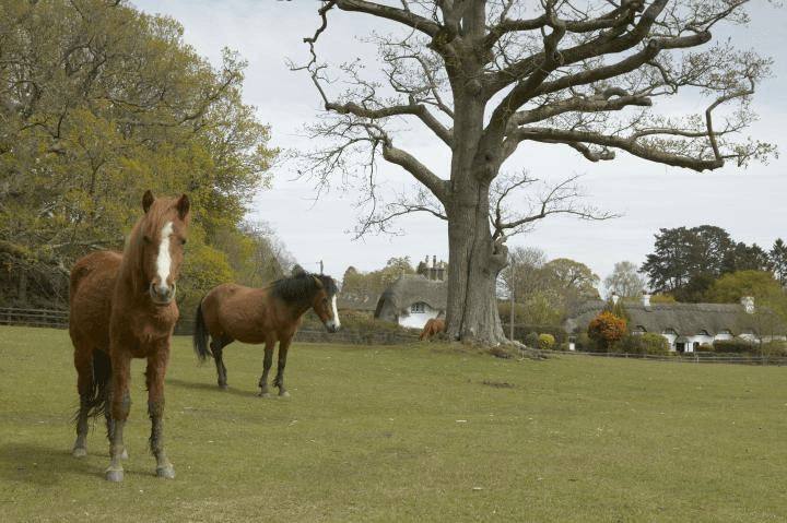 ponies in the New Forest